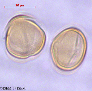 ISEM 1/Lobelia_collina_29087/Lobelia_collina_29087_0001(copy)_thumb.jpg